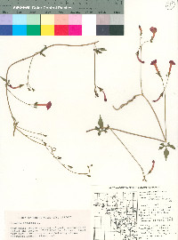 Ipomoea cristulata image