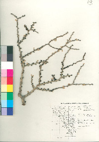 Jatropha cuneata image