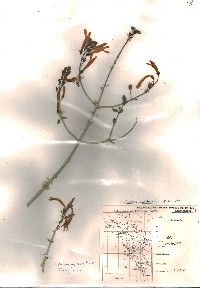 Justicia californica image