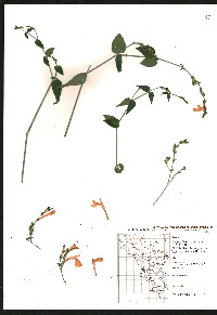 Image of Justicia salviiflora