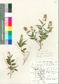 Koanophyllon solidaginifolium image