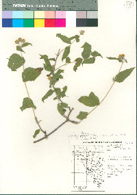 Lasianthaea fruticosa var. alamosana image