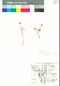 Lasthenia californica image