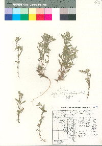 Logfia filaginoides image