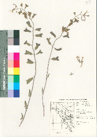 Lyrocarpa coulteri image