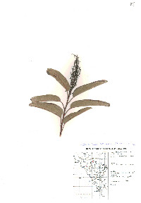 Malosma laurina image