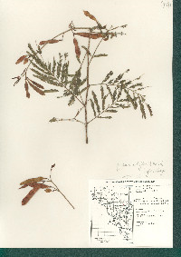 Mariosousa millefolia image