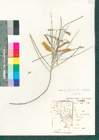 Acacia willardiana image