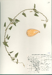 Gonolobus arizonicus image