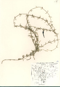 Matelea parvifolia image