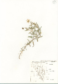 Melampodium leucanthum image