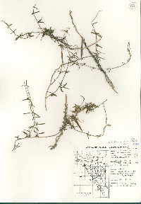 Metastelma arizonicum image