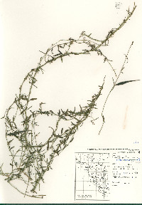 Metastelma arizonicum image