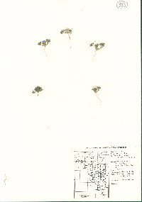 Monoptilon bellioides image