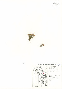 Perityle coronopifolia image