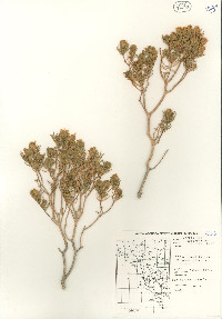 Peucephyllum schottii image