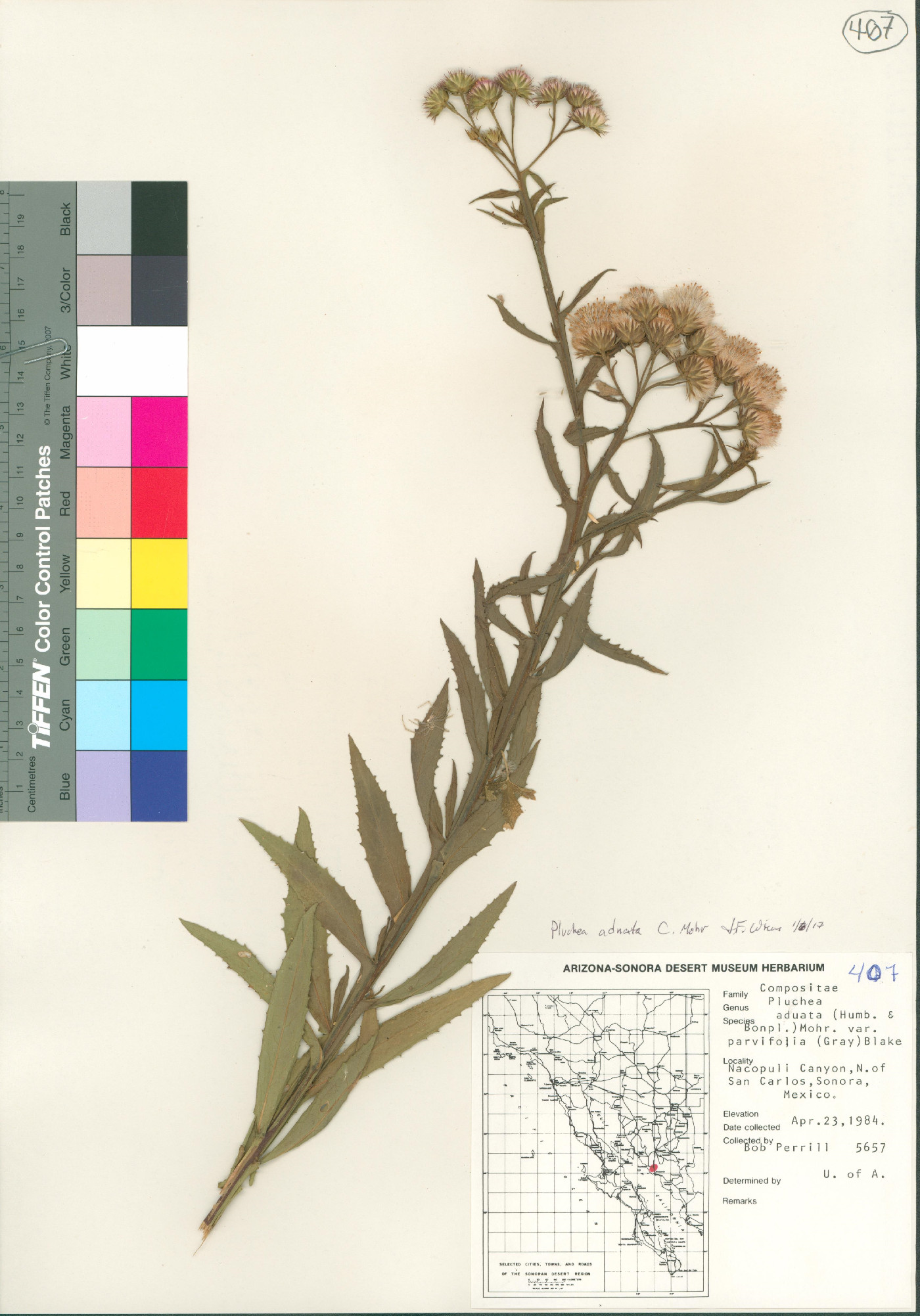 Pluchea adnata image