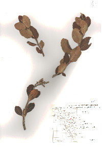 Rhus integrifolia image