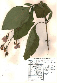 Ruellia ciliatiflora image