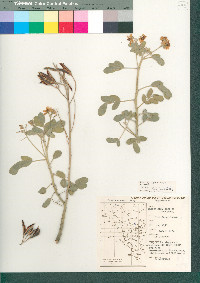 Senna covesii image