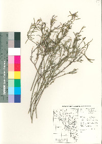 Stillingia linearifolia image