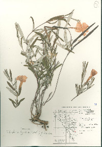 Image of Telosiphonia hypoleuca