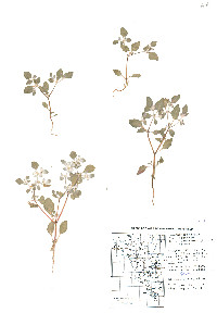 Tidestromia lanuginosa image