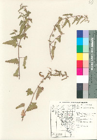 Tragia nepetaefolia image