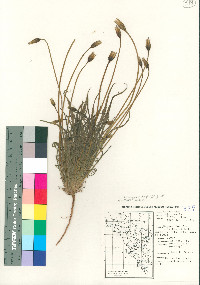 Uropappus lindleyi image