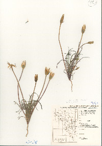 Uropappus lindleyi image