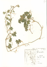 Vaseyanthus insularis image