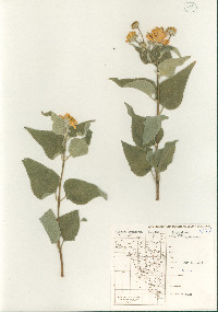 Viguiera tomentosa image