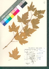 Acer glabrum image