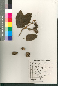 Cordia boissieri image