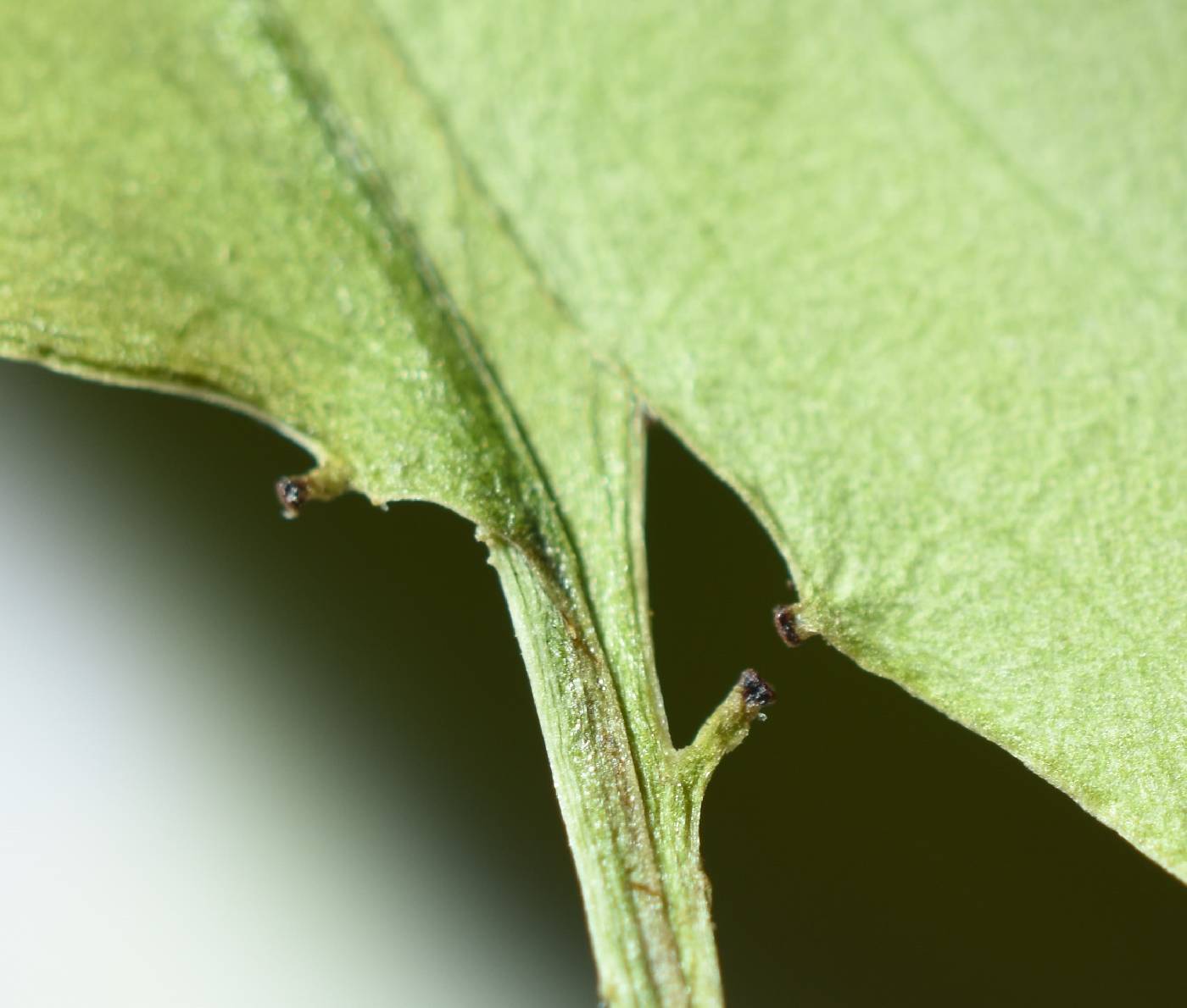 Galphimia speciosa image