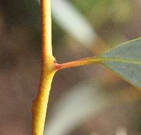 Eucalyptus torquata image