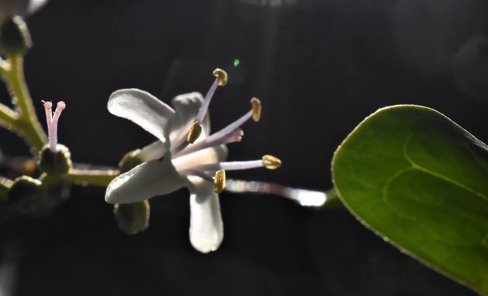 Ehretia alba image