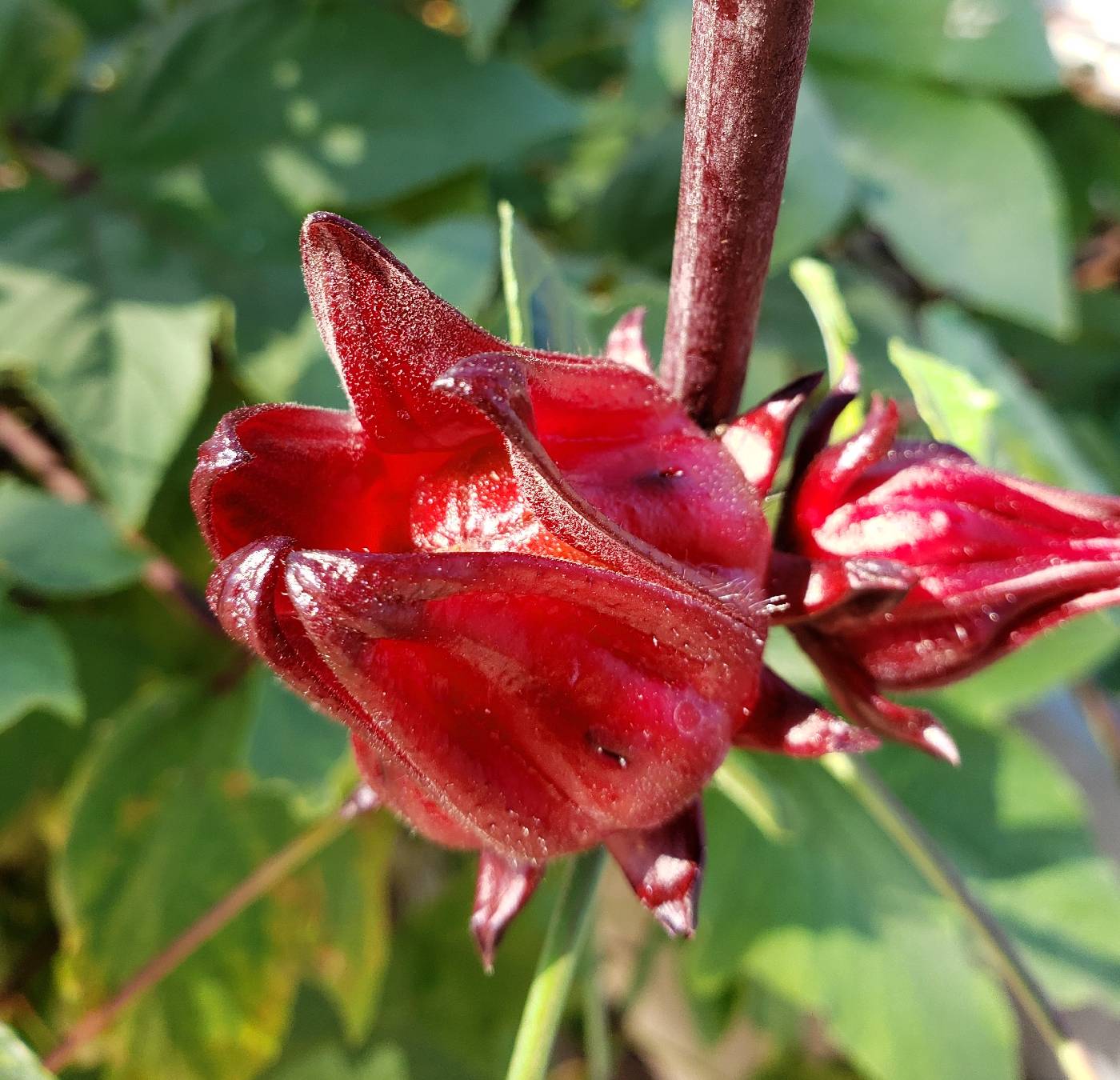 Hibiscus sabdariffa image