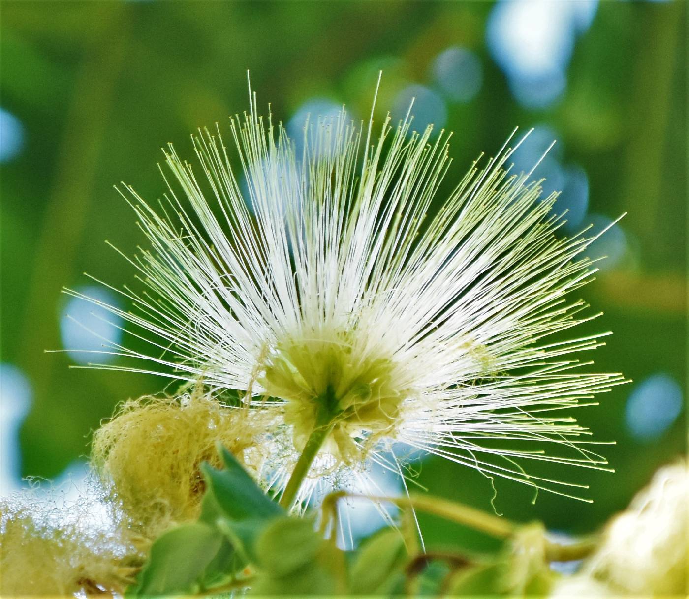 Albizia lebbeck image