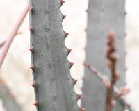 Image of Aloe divaricata