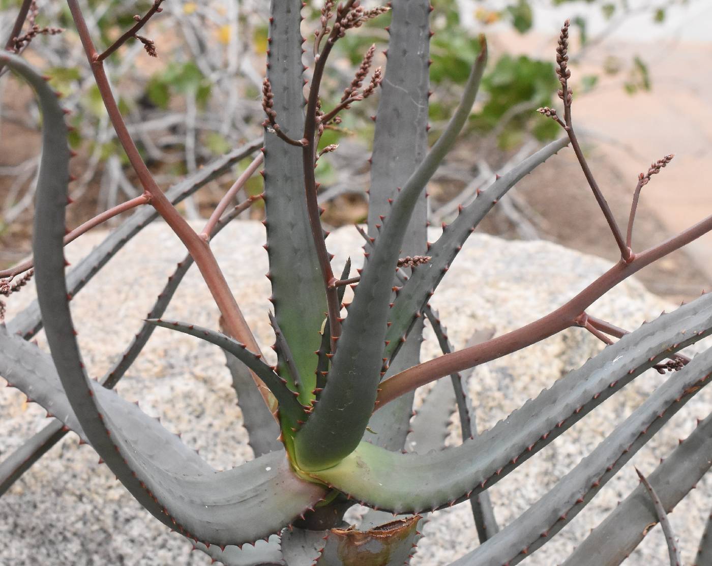 Aloe divaricata image