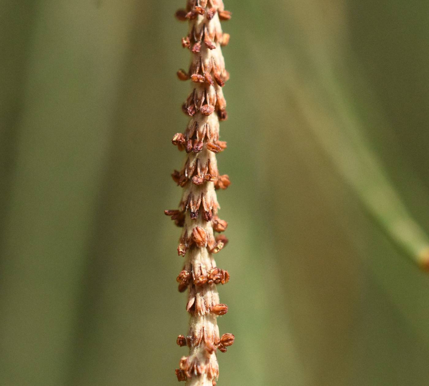 Casuarina equisetifolia image