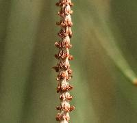 Casuarina equisetifolia image