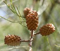 Image of Casuarina equisetifolia