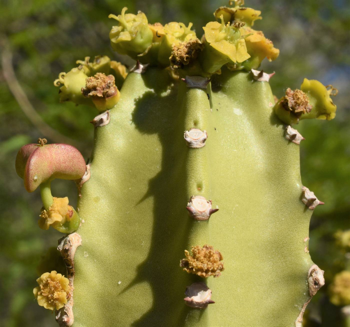 Euphorbia royleana image