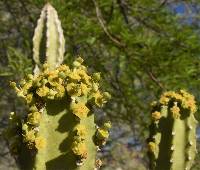 Image of Euphorbia royleana