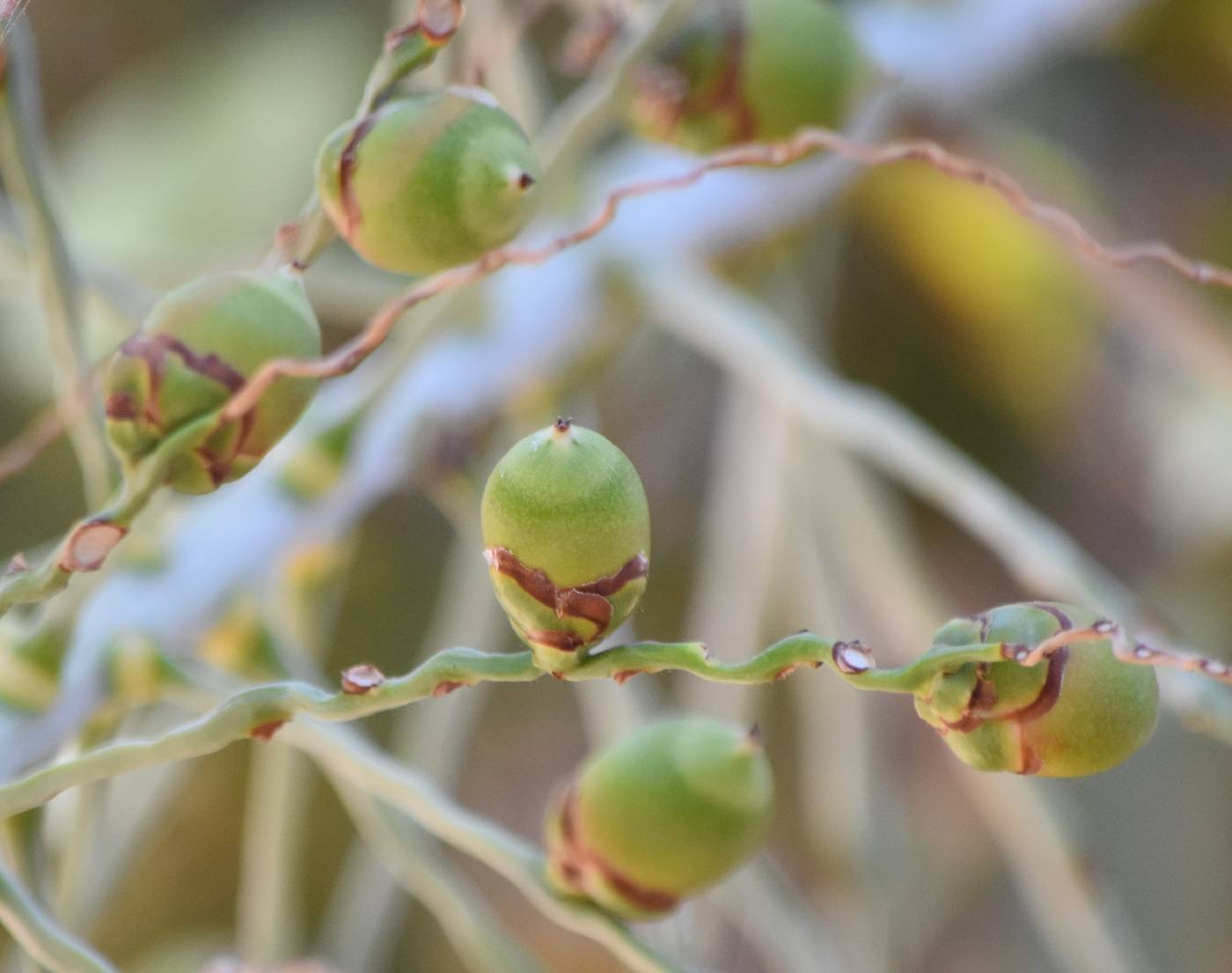 Butia capitata image