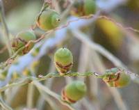 Butia capitata image