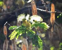 Albizia lebbeck image