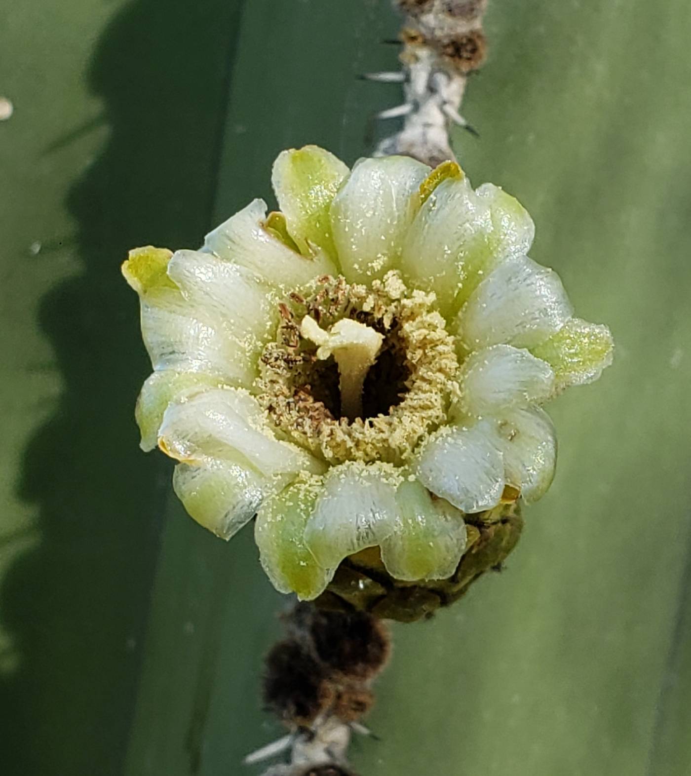 Pachycereus marginatus image